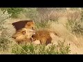 Four Lions Epic Battle For Territory World Wild Web
