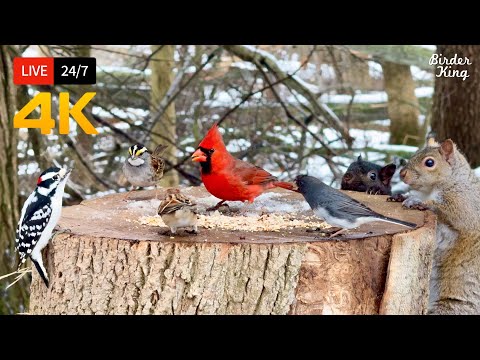 🔴 24/7 LIVE: Cat TV for Cats to Watch 😺 Cute Birds, Chipmunks Squirrels in the Snow 4K Cat Games