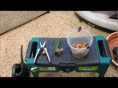 Attempting to save a dying cattleya orchid without any roots