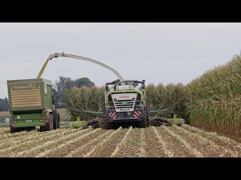 Claas Jaguar 980 in der Maisernte 2021 - V12 Sound