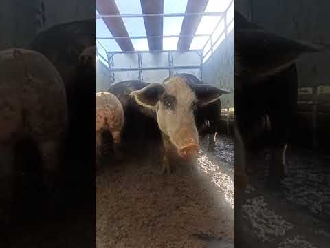 #youtubeshorts #youtubeviral #porco #preço #venturosa #pernambuco #brasil