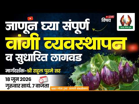 जाणून घ्या संपूर्ण वांगी व्यवस्थापन व सुधारित लागवड