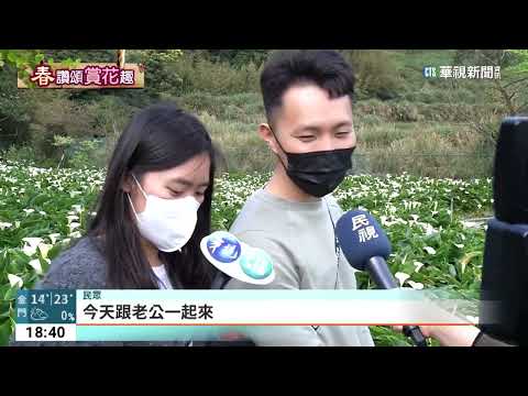 陽明山海芋季314登場！　蔣萬安親赴現場揭幕