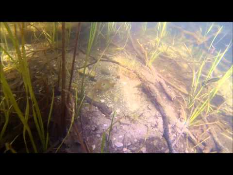 20140622 Fish in Spectacle Pond HD