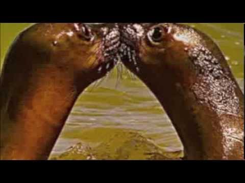 Roger Miron - Toujours des p'tits becs