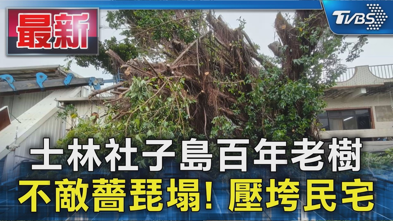 士林社子島百年老樹 不敵薔琵塌! 壓垮民宅｜TVBS新聞 @TVBSNEWS01