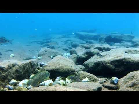 Lamprologus callipterus