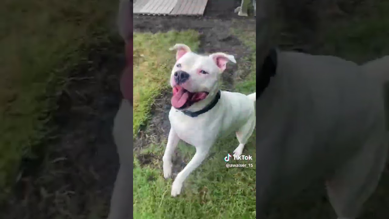 Enlarge Casterly, a Adoptable Pit Bull Terrier in Newport, NC video 6/6