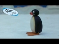 Pingu Pingu Runs Away From Home