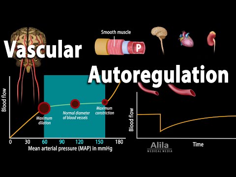 Cardiovascular System Overview Animation