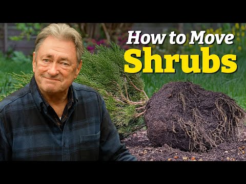 How to Dig Up, Move & Replant Shrubs 🌱 | Transplanting Without Killing Them