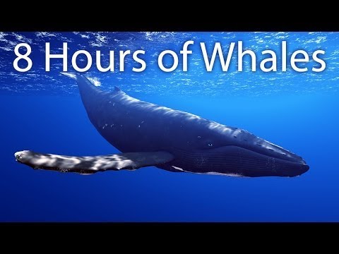 8 Hours of Whale Sounds Deep Underwater for Sleep and Relaxation