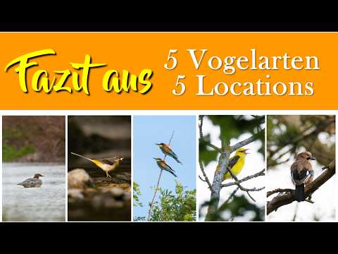 Eine Reise durch meine 5-teilige Vogelchallenge - Inklusive 11 Minuten Bonusvideo am Ende
