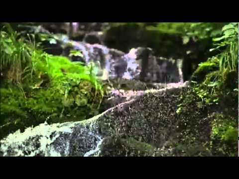 Extreme Relaxation - Serenity of a Forest Brook