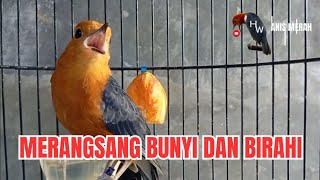 Download lagu Suara Anis Merah ini Terbukti Ampuh Dijadikan Pancingan Dan Terapi Biar Bunyi Dan Gacor mp3