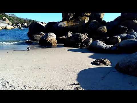 Penguins at Boulders beach