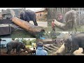 An Elephant Is Loading A Large Tree Into A Truck
