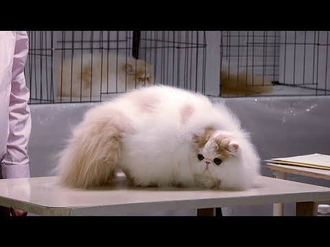 CFA International Cat Show 2017 - BiColor Persian kittens - set 6