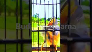 Download lagu gacor pancawarna #gacorparah #birdslover mp3