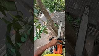 Download lagu Cara motong ranting kayu pakai senso simpel dan gampang mp3