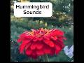 Hummingbird Sounds