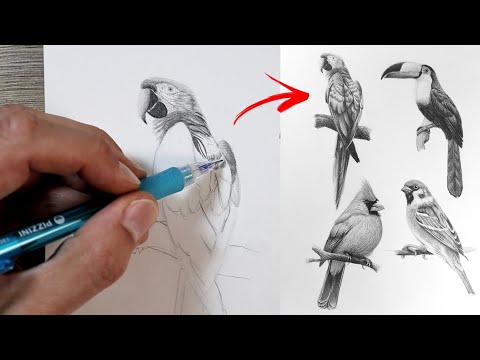 Cómo DIBUJAR AVES | Técnicas Paso a Paso