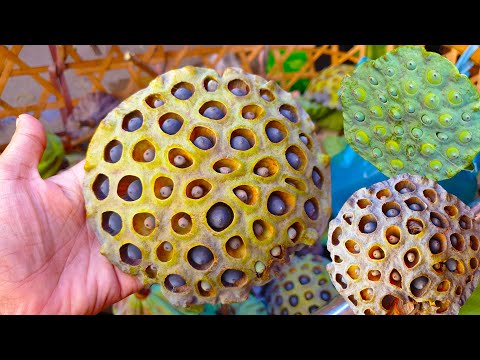 Chamkar Doung Market - Have You Ever Eaten These Old Lotus Seed  - Various Fresh Foods For Sales