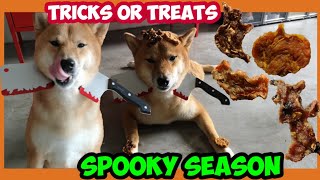 Simple Dog Halloween Costume || DIY Halloween Dog Treats || Halloween 2020 || Hero the Shiba inu