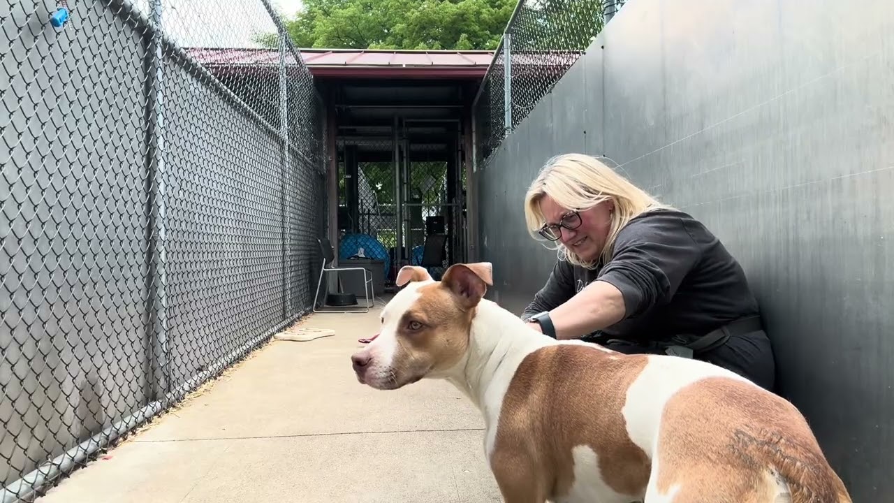Enlarge Cadence, a ADOPTABLE Pit Bull Terrier in Chicago, IL video 5/5