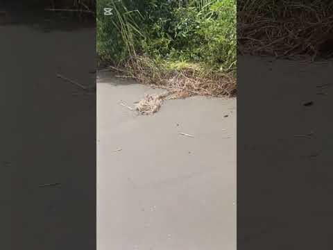 Un día SOLEADO disfrutando de mi HERMOSA PLAYA (CHACON -TIMBIQUI CAUCA )