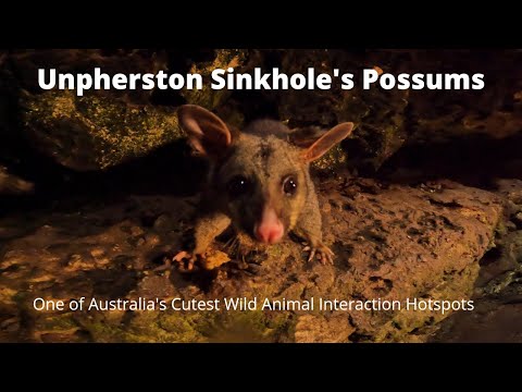Umpherston Sinkhole's Possums - One of Australia's Cutest Wild Animal Interaction Hotspots
