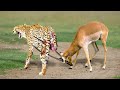 WORLD S FASTEST ANIMALS FAIL The God Give Strength Grant Gazelle To Take Down Cheetah With Horns