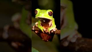 Download lagu Sang kodok e e e sang kodok #shorts mp3