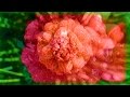 The Magnificent Springtime