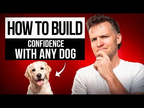 Why is my dog afraid of everything? 5 Reasons dogs become fearful- Dog Training Video
