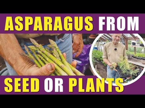 How to Grow Asparagus | From Seed or Crowns No-Dig Advice