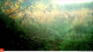 MORNING HAS BROKEN  EDWARD  WOODWARD