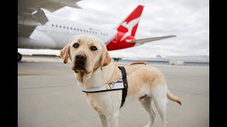 ASSISTANCE DOG UK SERVICE ID BADGE FOR UNITED KINGDOM GREAT BRITAIN AREA ADi