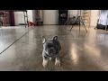 French Bulldog dogs for sale: Colby - Video 1