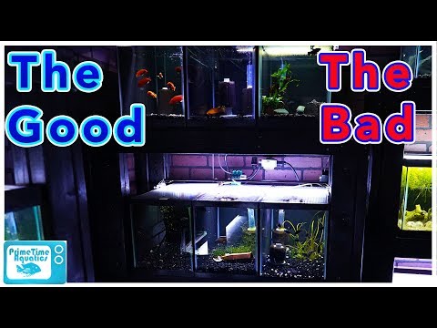 10 Gallon Fish Tank Pros and Cons: Are They Worth It?