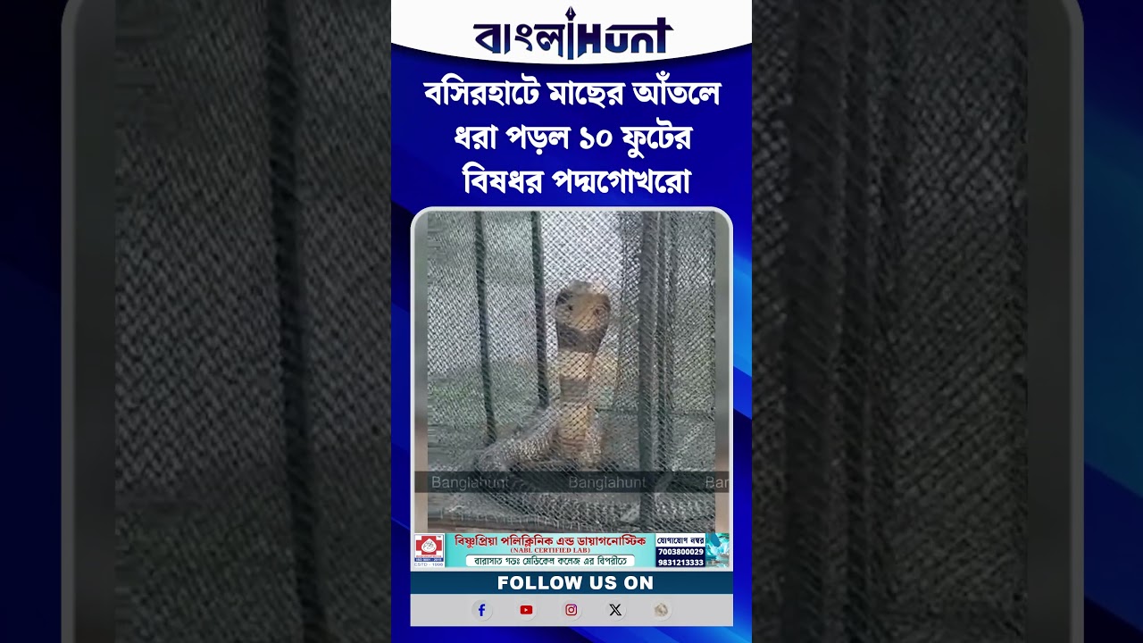 বসিরহাটে মাছের আঁতলে ধরা পড়ল ১০ ফুটের বিষধর পদ্মগোখরো