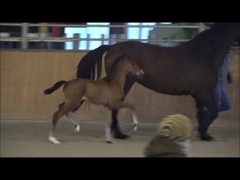 *2020 Stute von D'Avie - Rock Forever SOLD!!!