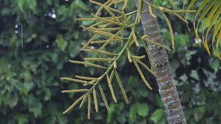 Download lagu Nature Rain Free Footage | Suara Hujan 'No Copyright' mp3