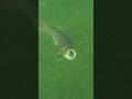 The DUMBEST Trout in the Lake