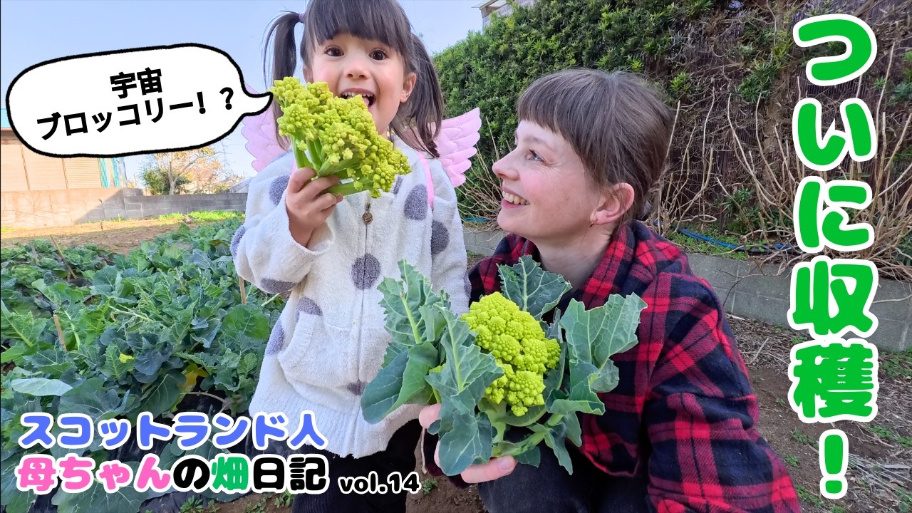 スコティッシュ母ちゃんの日本で家庭菜園日記｜ロマネスコをついに収穫！春の家庭菜園Vlog 🌱 We Finally Harvested Our Romanesco!