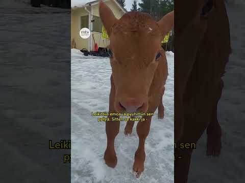 Keskosvasikka Eeppinen sai uuden elämän Sallan kotona