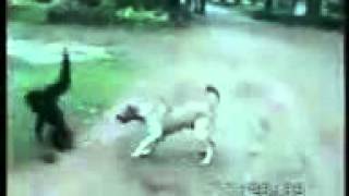 Download lagu O a bhen ke lode kutte or bander mp3 Download lagu O a bhen ke lode kutte or bander mp3