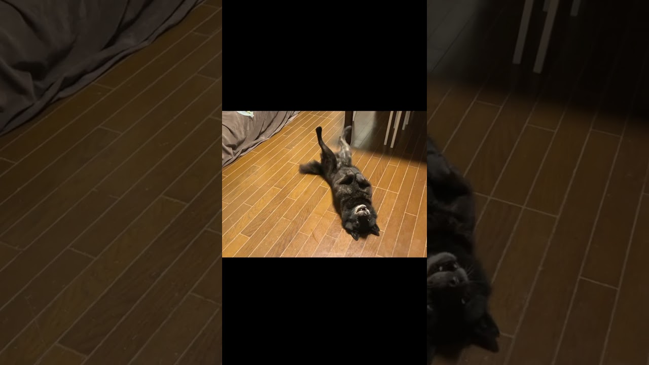 【子育て犬】甲斐犬一休の演技力がエグい　#日本犬 #甲斐犬  #甲斐犬一休と猫のしずくと僕のチャンネル