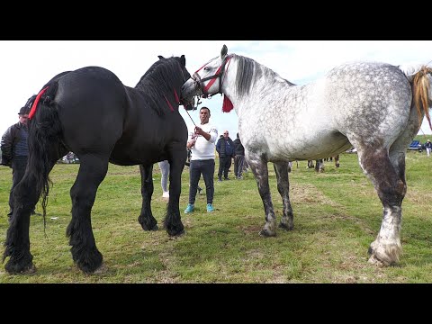 Andrei's Horses from Bistrița 2023