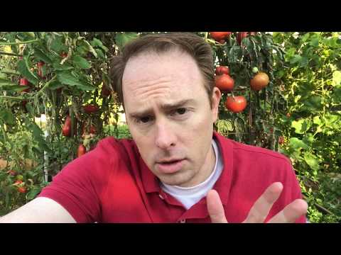 Why I Won't Grow Hydroponic Tomatoes Again
